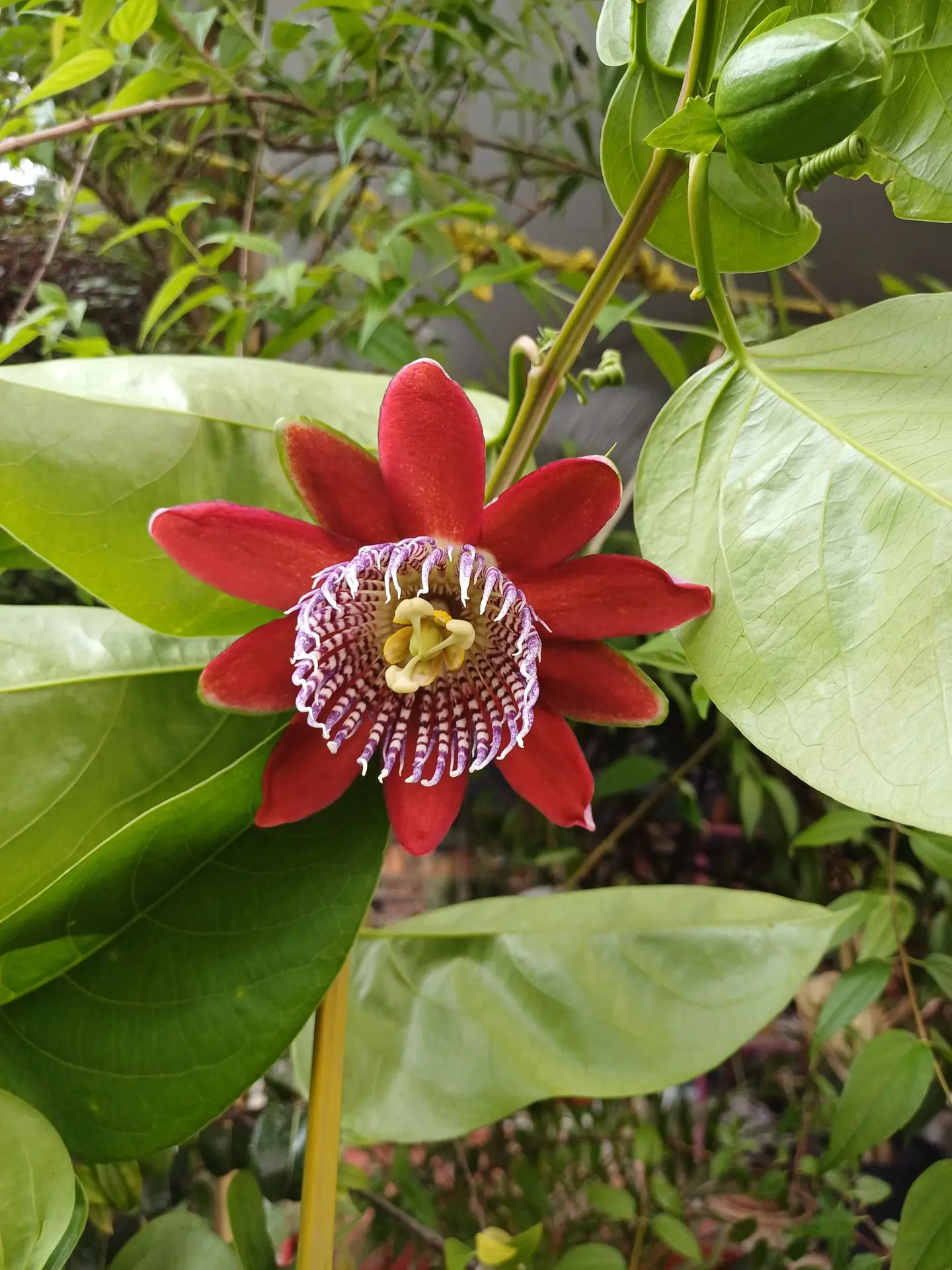 Vivero Flor de Dios